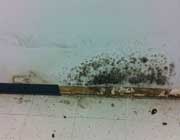 black mold on wall